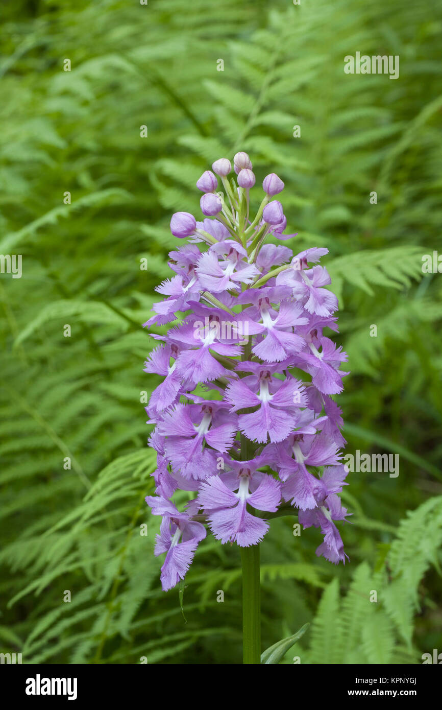 Greater Purple Fringed Orchid (Platanthera grandiflora) blooming in a fern filled glade in Bald Eagle State Forest, Pennsylvania, summer. Stock Photo
