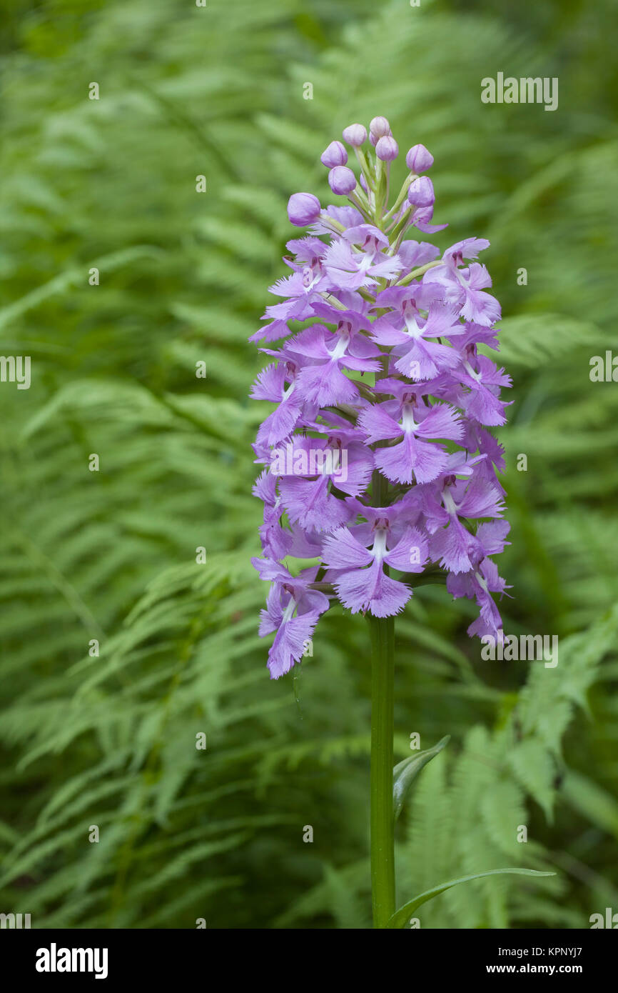 Greater Purple Fringed Orchid (Platanthera grandiflora) blooming in a fern filled glade in Bald Eagle State Forest, Pennsylvania, summer. Stock Photo