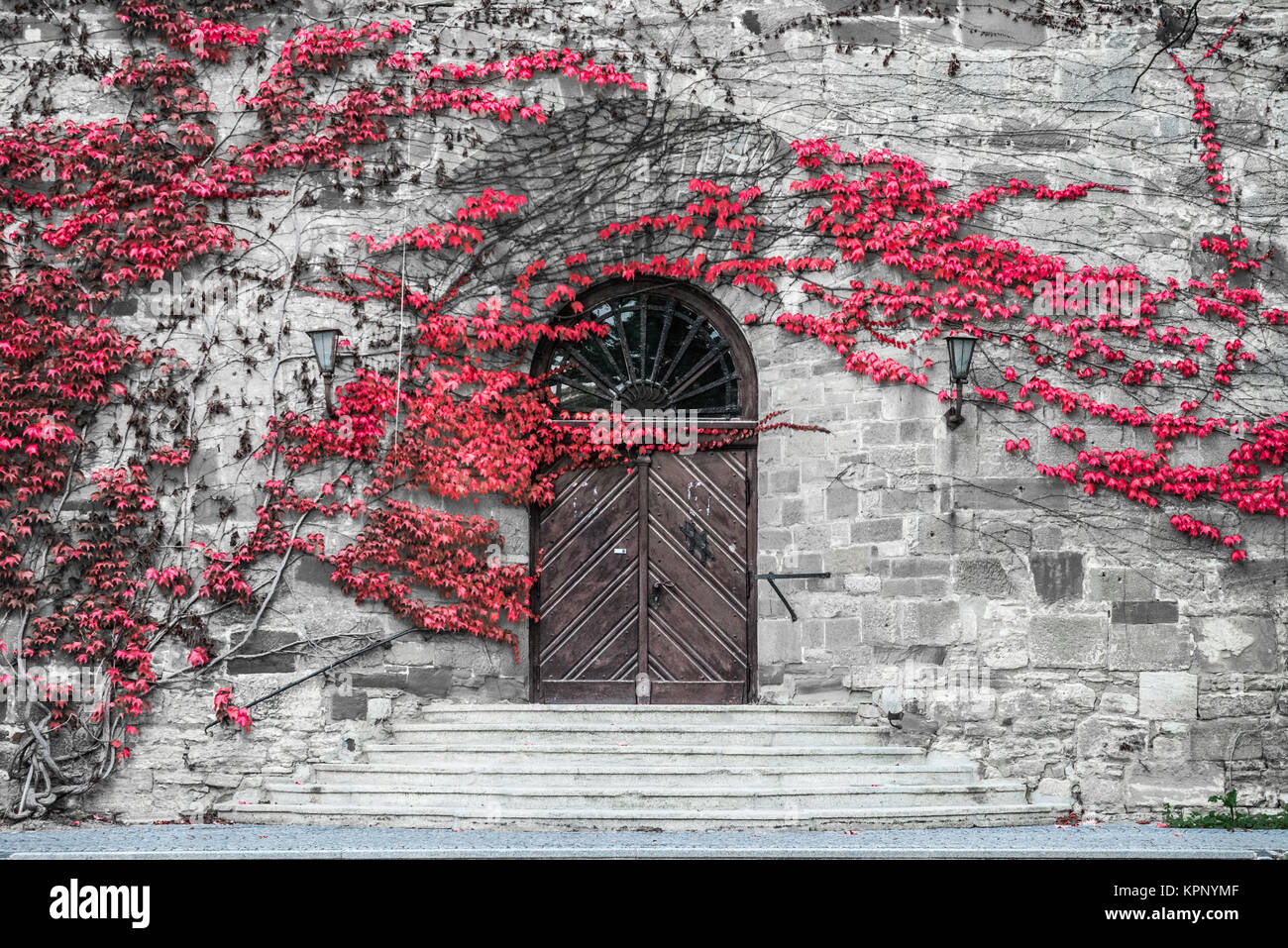 red wine leafs on a grey wall with a portal Stock Photo