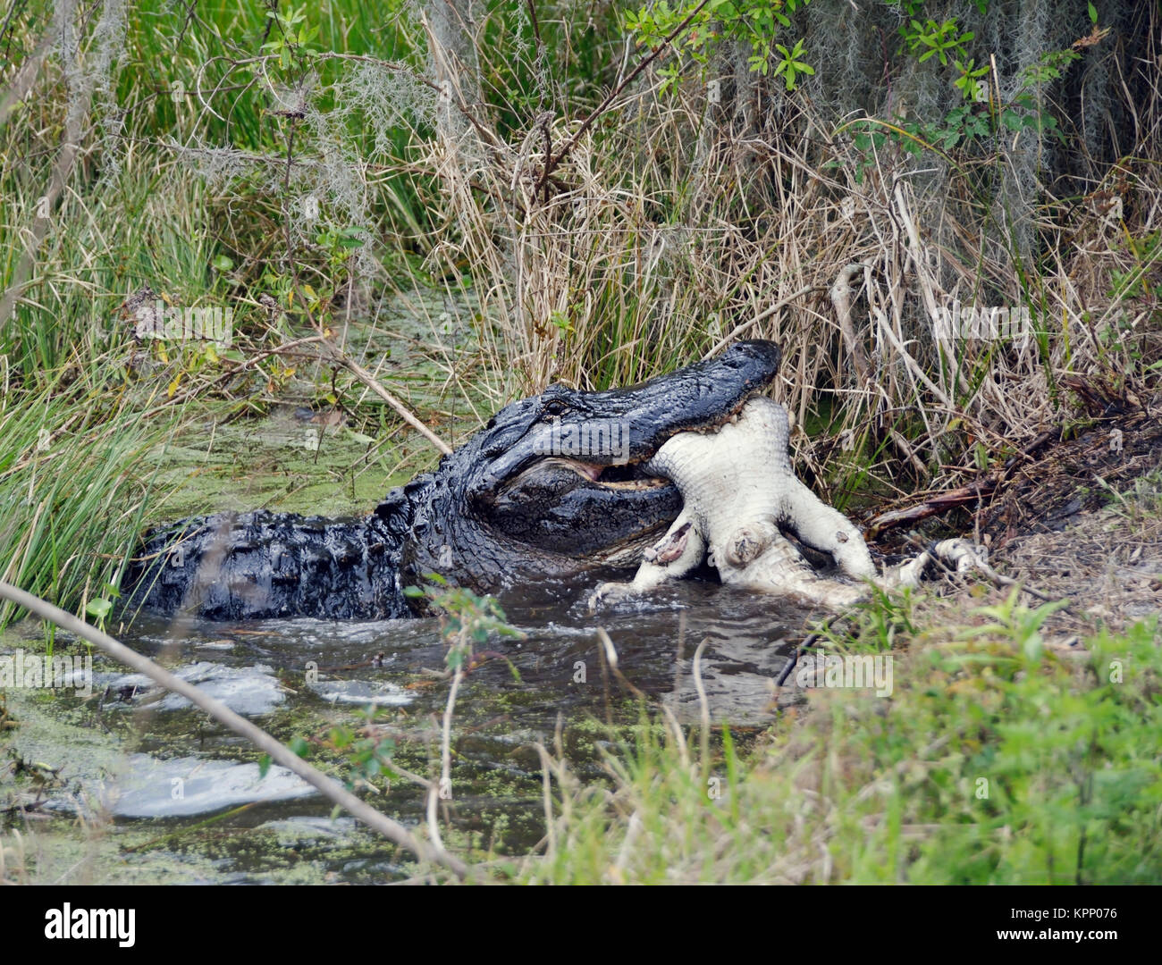 Large Florida Alligator Eating an Alligator Stock Photo - Alamy