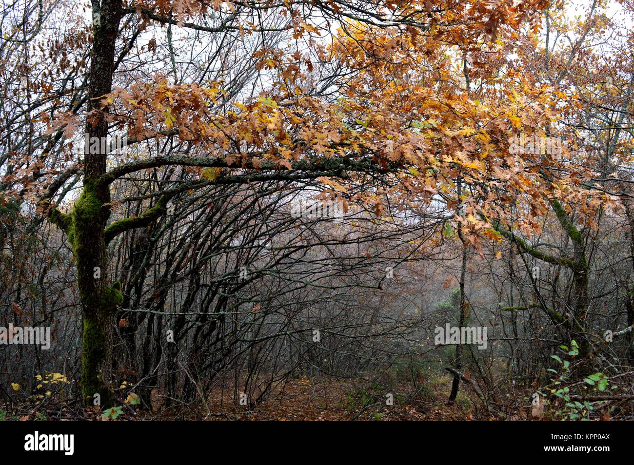 autumn in the forest Stock Photo - Alamy