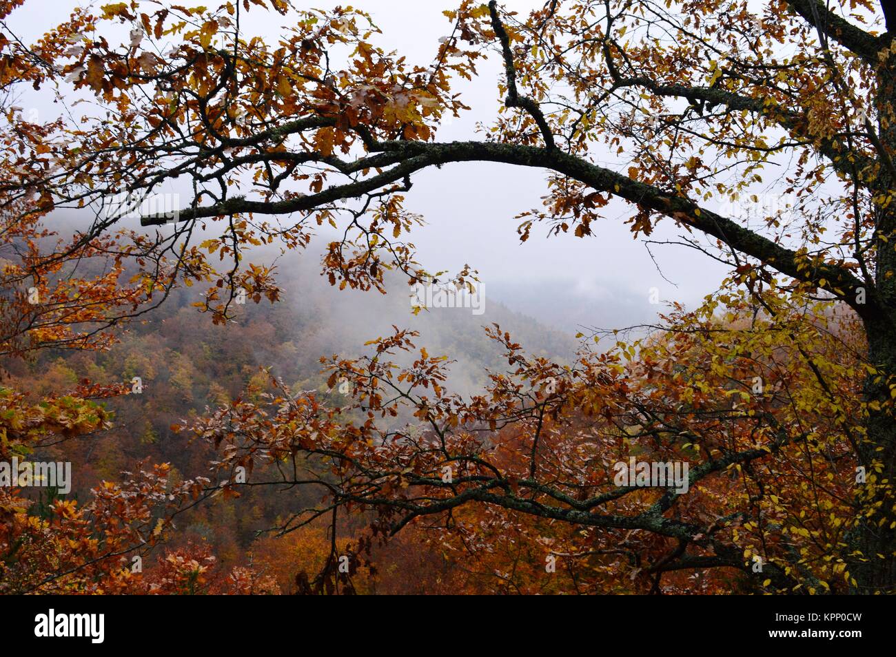 autumn in the forest Stock Photo - Alamy