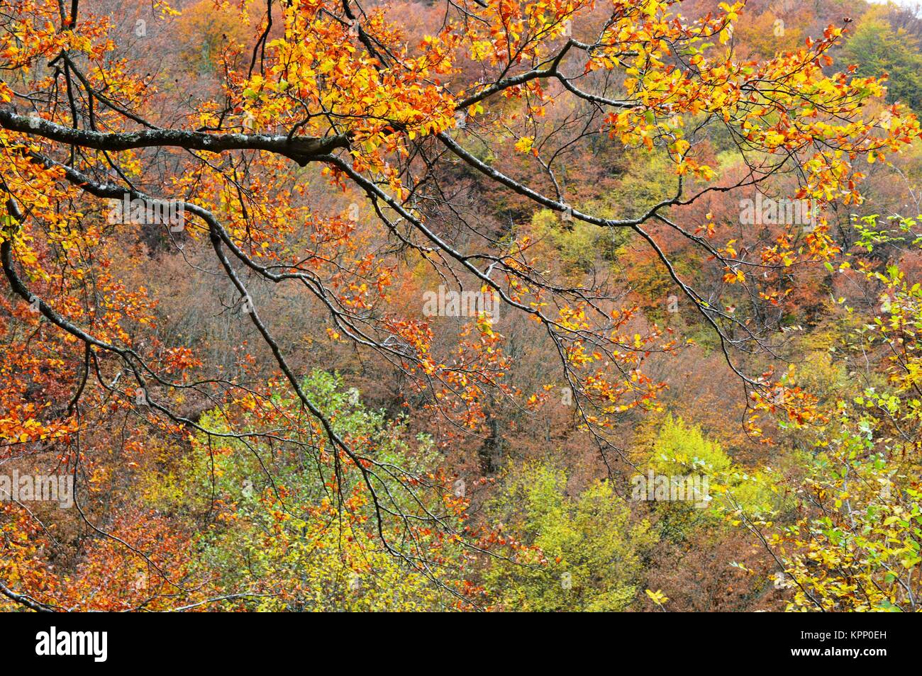 autumn in the forest Stock Photo - Alamy