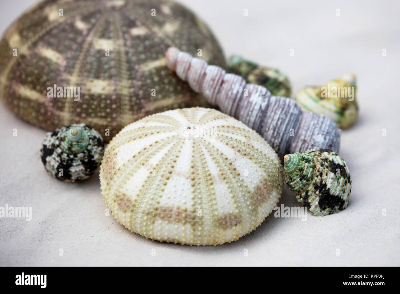 mussels and sea urchins on a fine sandy beach Stock Photo Alamy