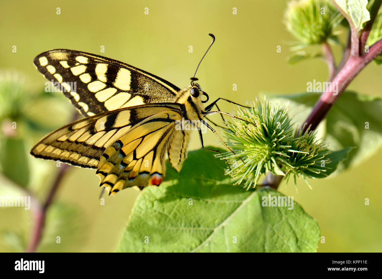 Dovetail plants hires stock photography and images Alamy