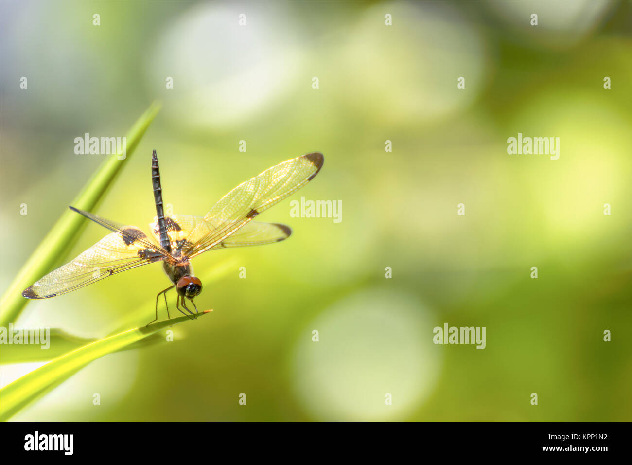 Dragonfly sitting on green grass Stock Photo - Alamy