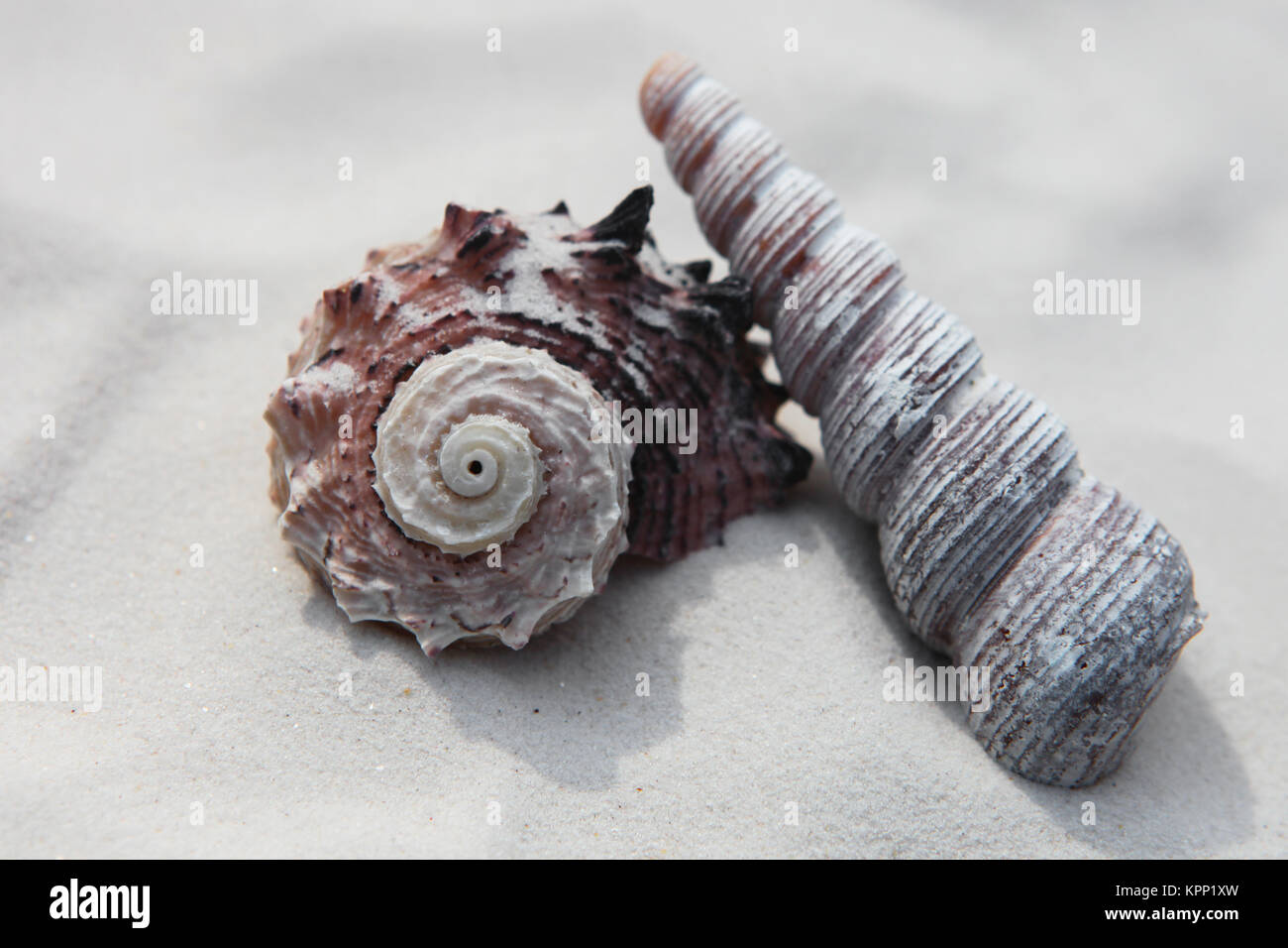 mussels and sea urchins on a fine sandy beach Stock Photo