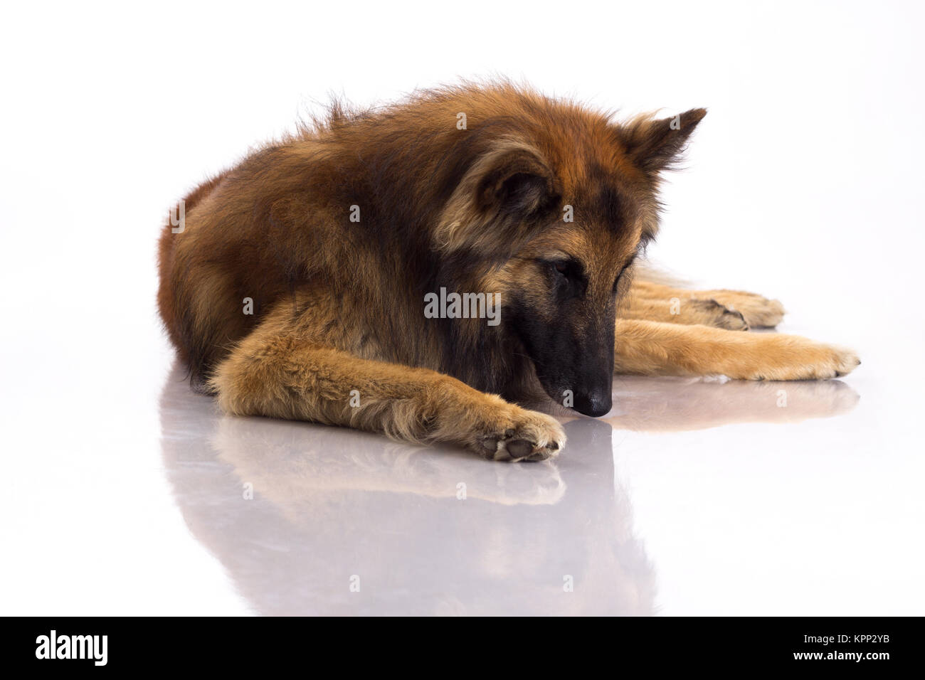 Belgian Shepherd Tervuren dog looking at himself in shiny floor, white studio background Stock Photo