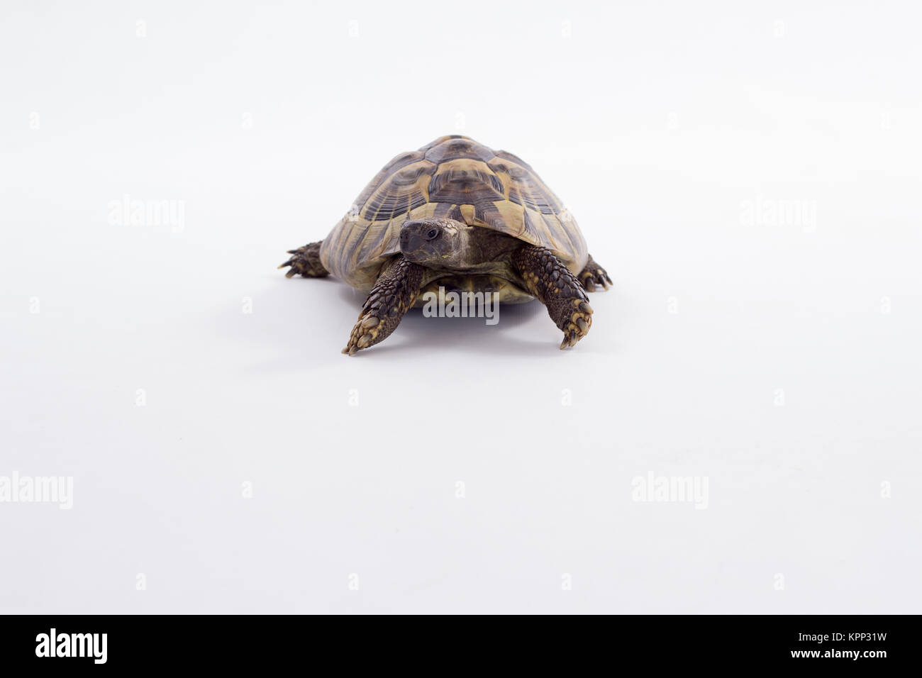 Greek land tortoise, Testudo Hermanni, white studio background Stock ...