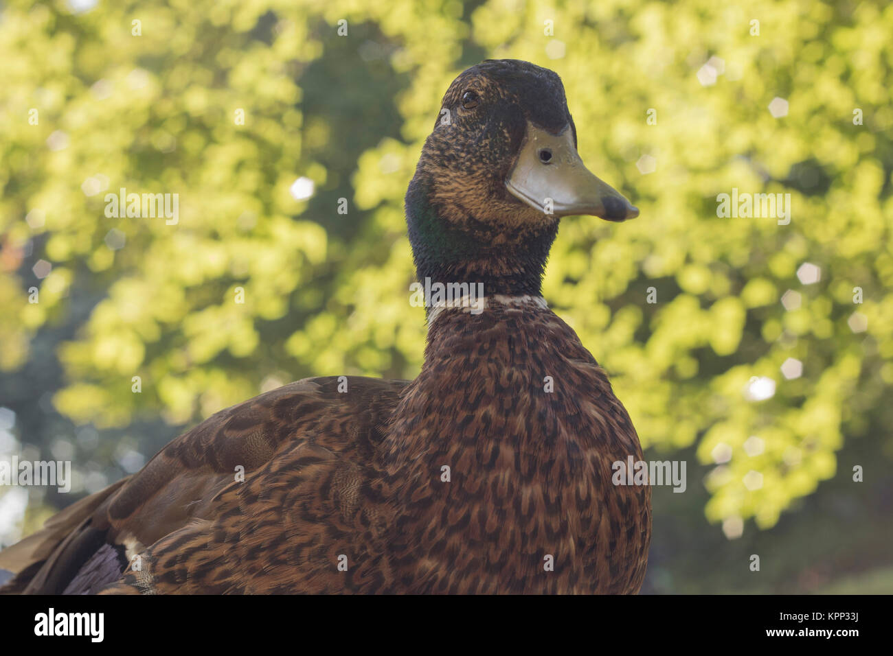 Wild duck, closeup Stock Photo Alamy