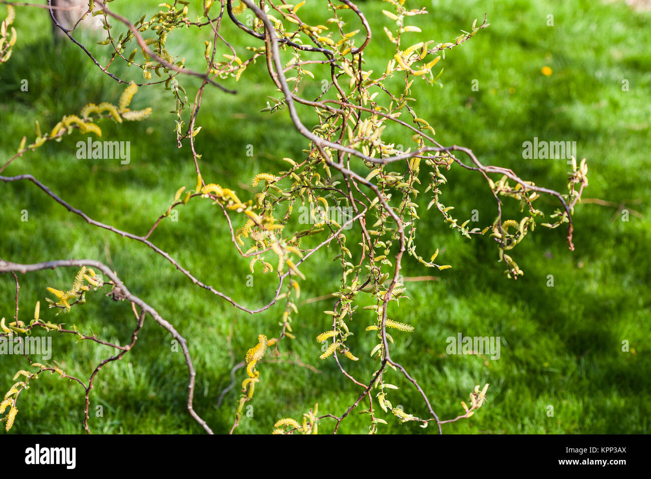 willow tree twigs with flowering yellow catkins Stock Photo Alamy