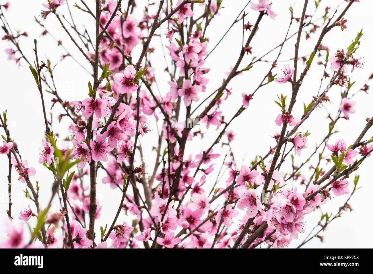 Peach tree during spring season hi-res stock photography and images - Alamy