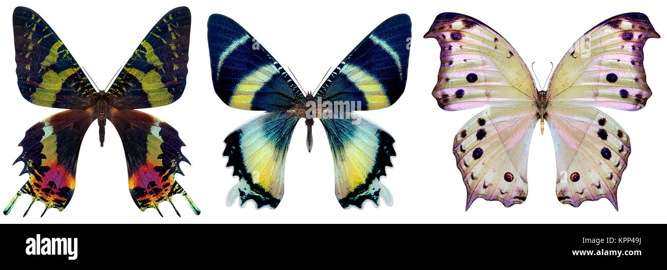 beautiful butterfly isolated on a white Stock Photo - Alamy