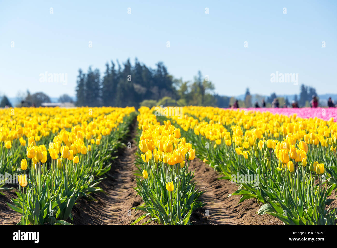 Rows of Yellow Tulips Stock Photo - Alamy