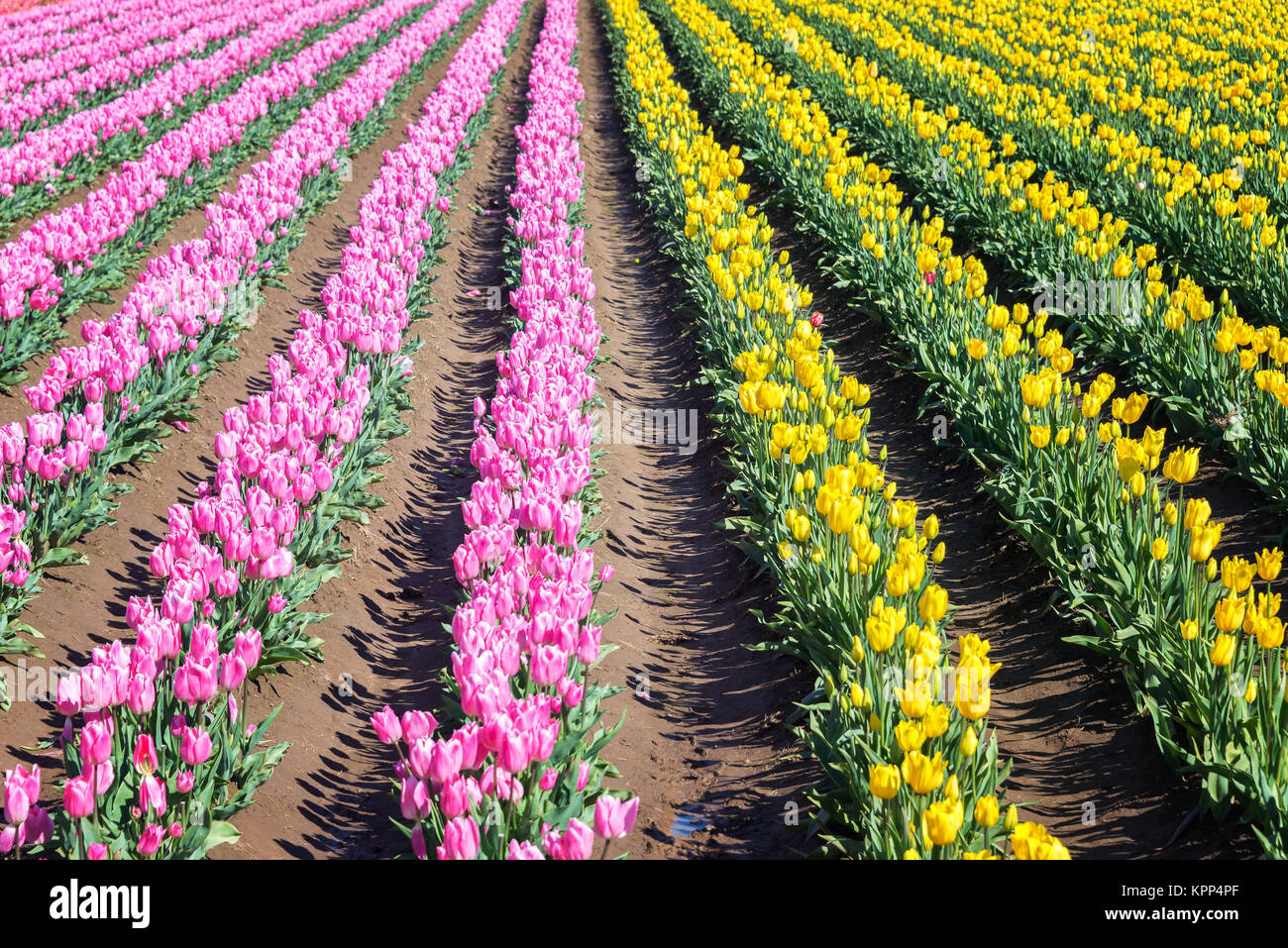 Pink and Yellow Tulip Rows Stock Photo - Alamy