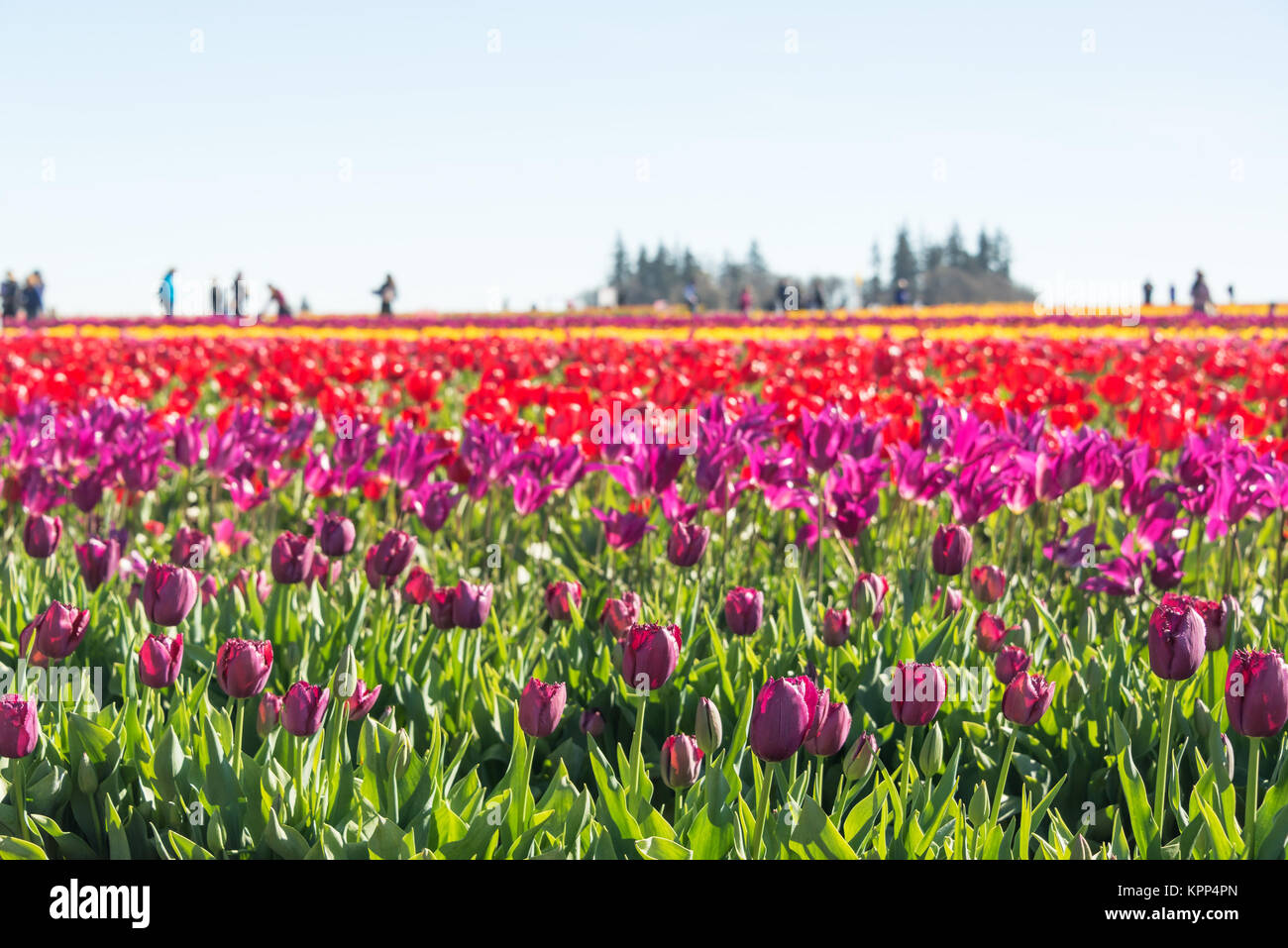 Colorful Field of Tulips Stock Photo - Alamy