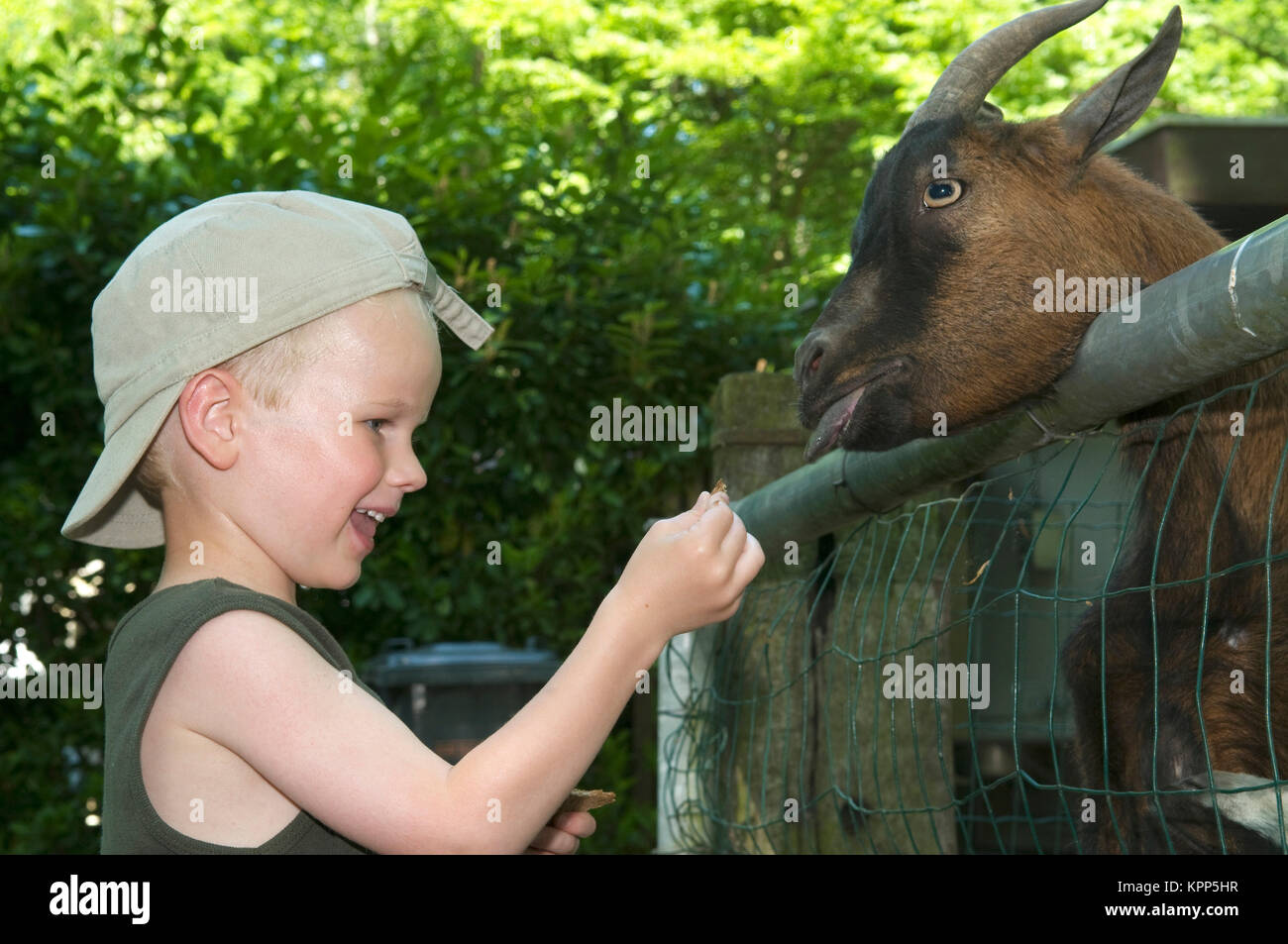 Feeding The Goat Stock Photo