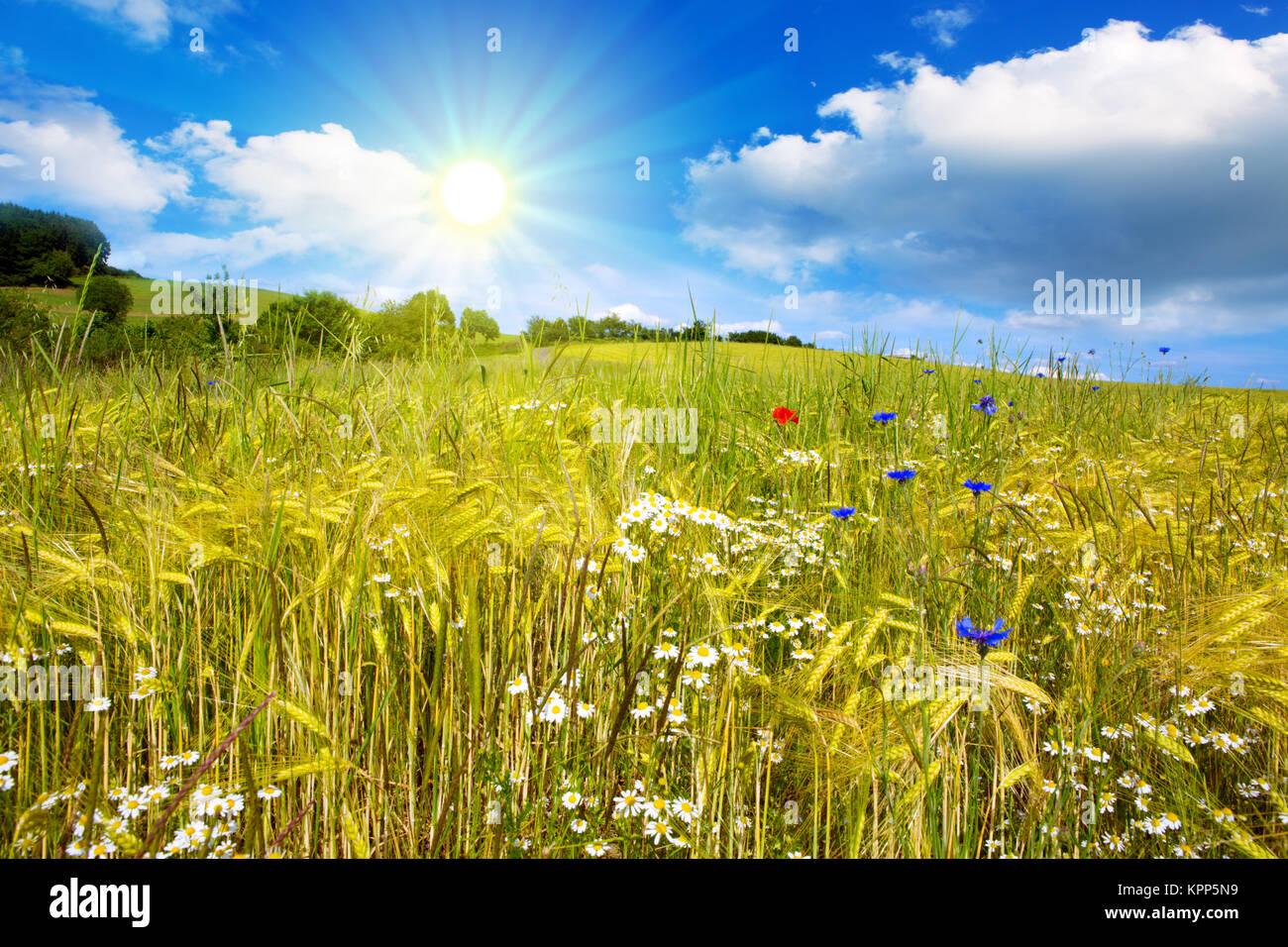 Summer cloudy landscape with flowers field . Colorful landscape with ...