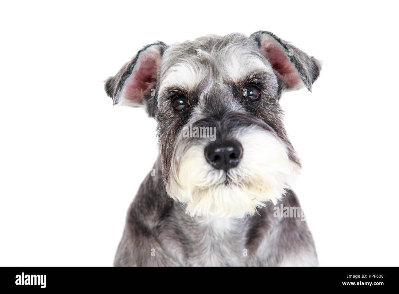 The Miniature schnauzer isolated with white background Stock Photo - Alamy