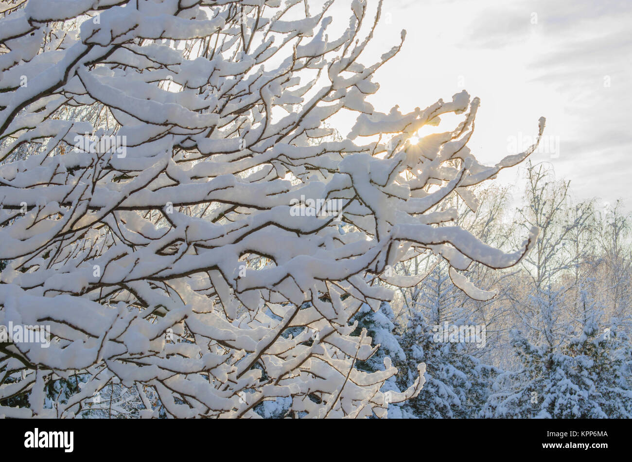 the branches of the tree are covered with snow background Stock Photo ...