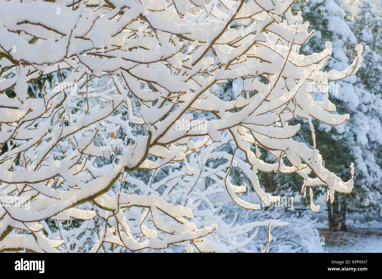 the branches of the tree are covered with snow background Stock Photo ...