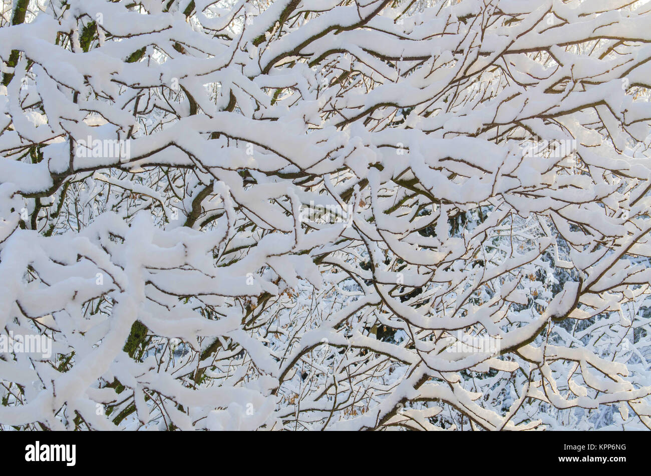 the branches of the tree are covered with snow background Stock Photo ...