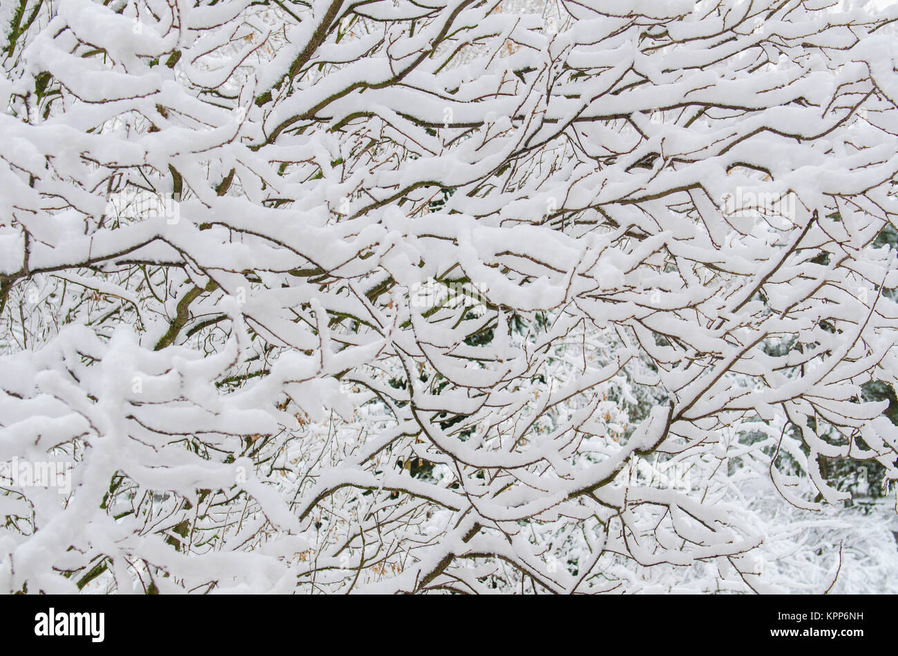 the branches of the tree are covered with snow background Stock Photo ...