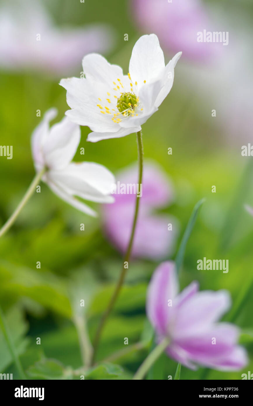 windflower / wood anemone Stock Photo Alamy