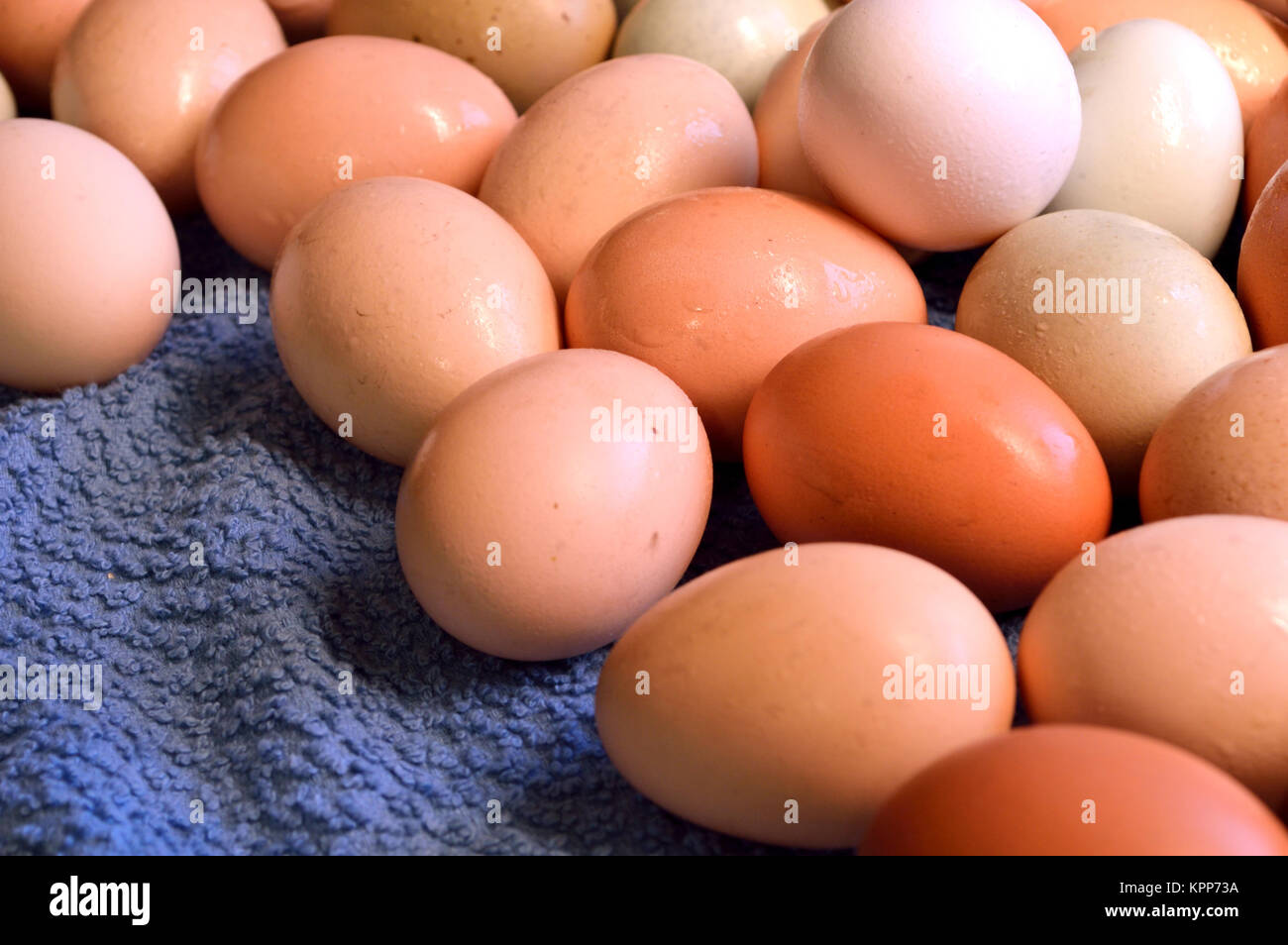Brown yard eggs, wet Stock Photo Alamy