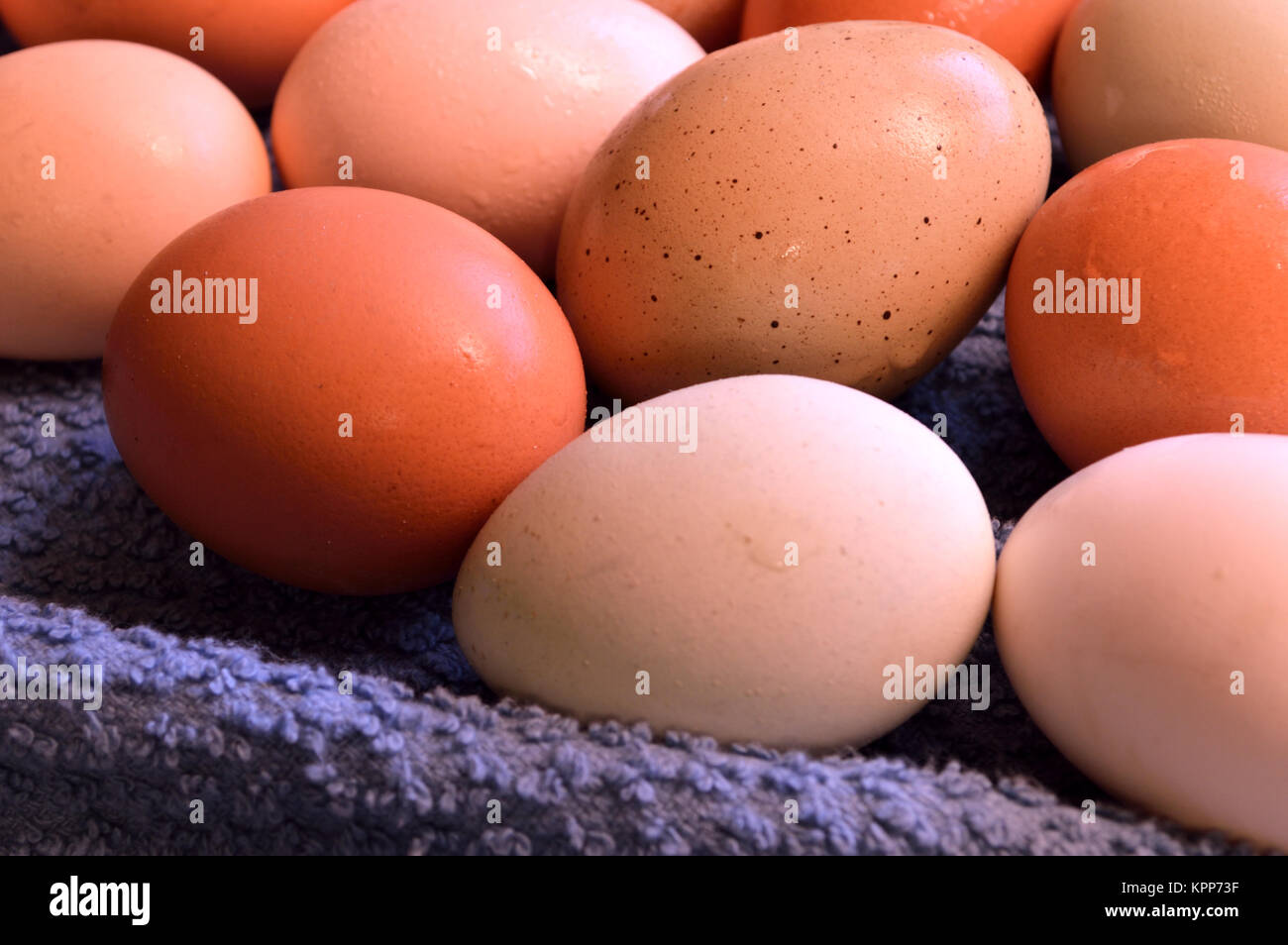 Brown yard eggs, wet Stock Photo Alamy
