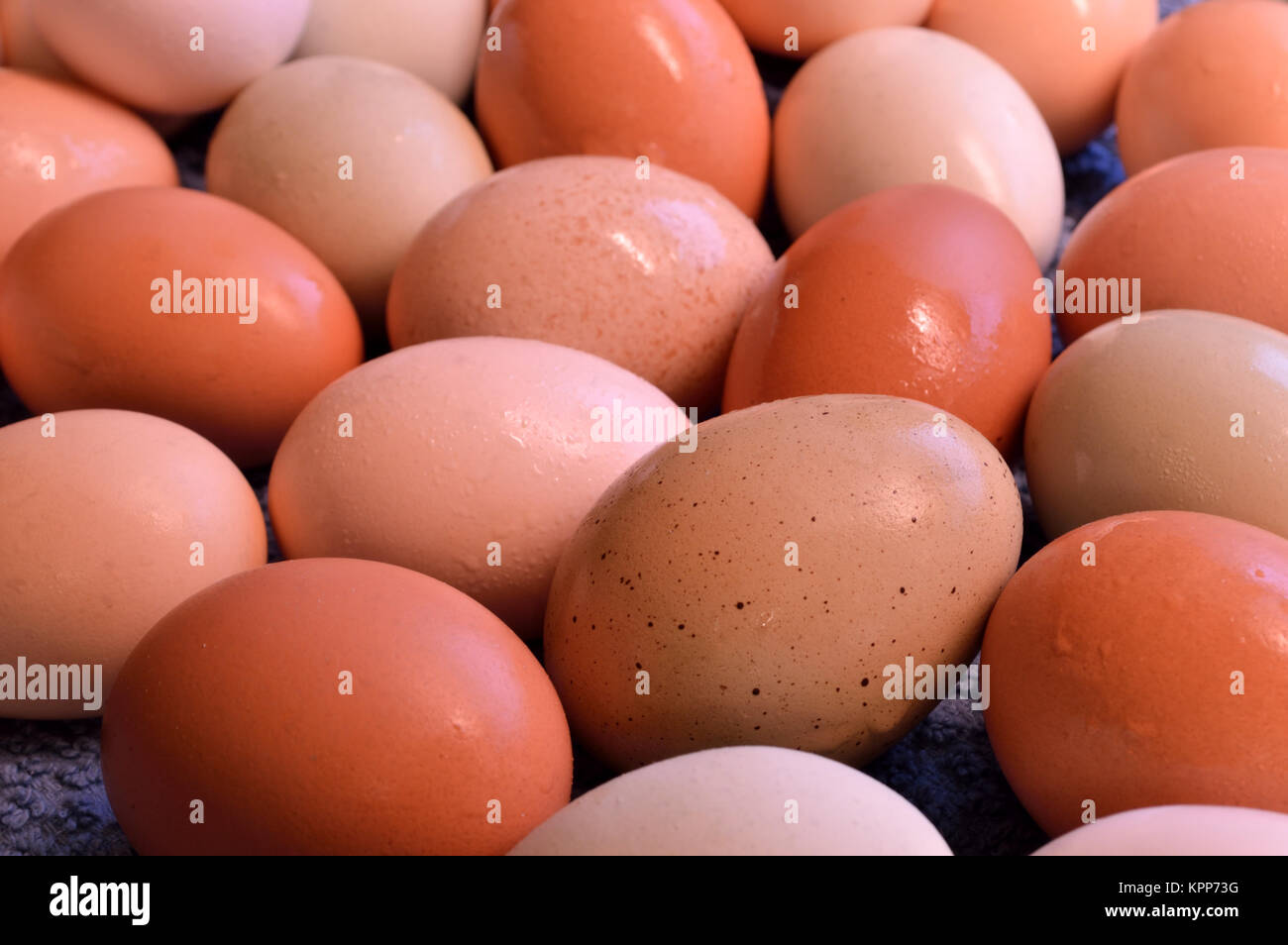Brown yard eggs, wet Stock Photo Alamy