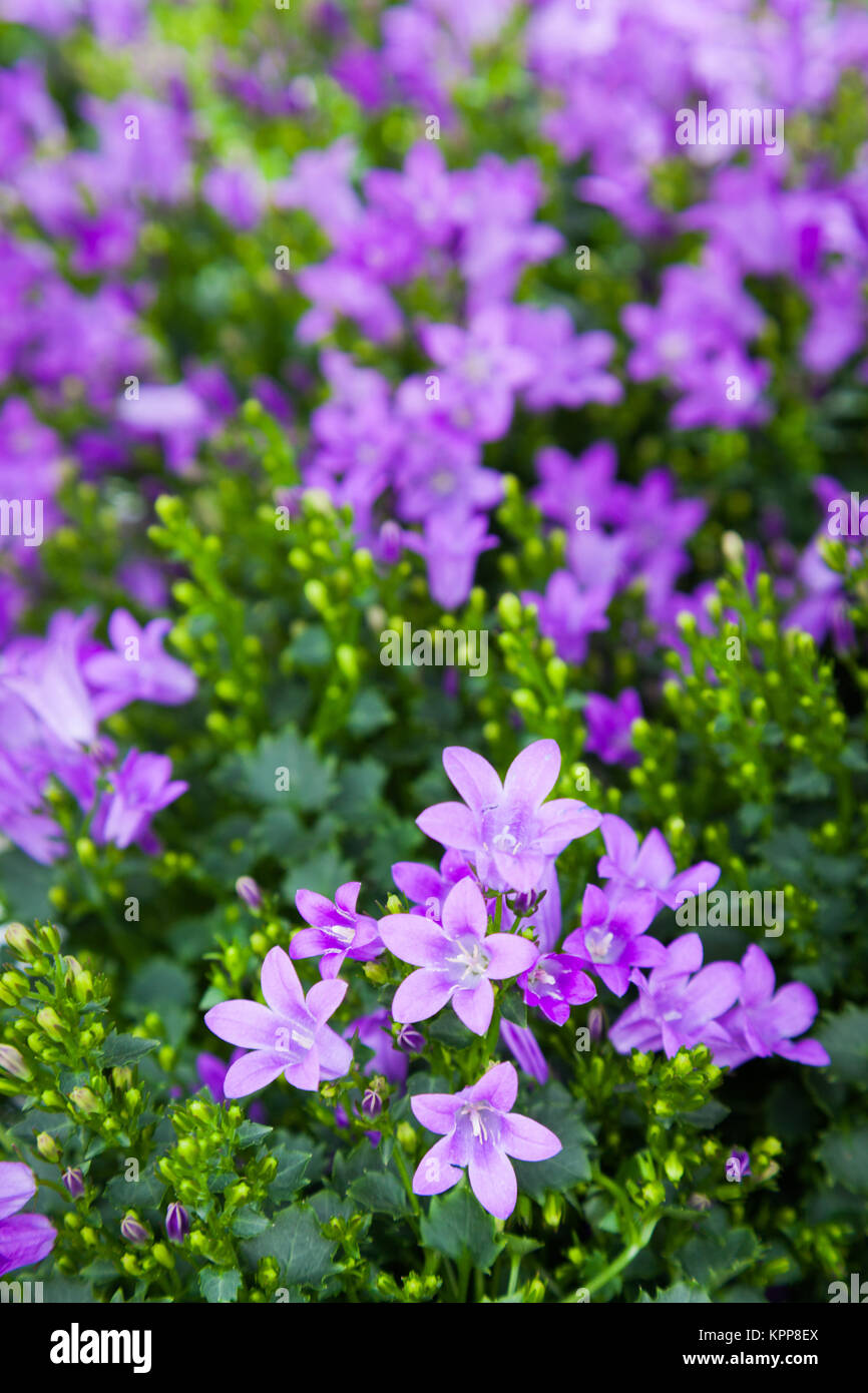 Purple colored Campanula Magic Mee Stock Photo - Alamy