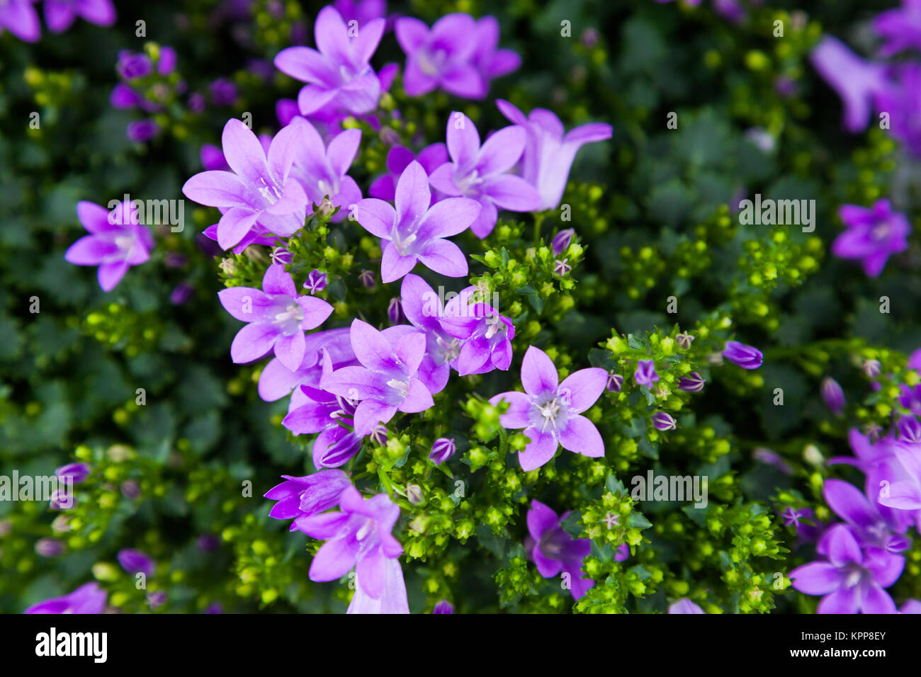 Purple colored Campanula Magic Mee Stock Photo - Alamy