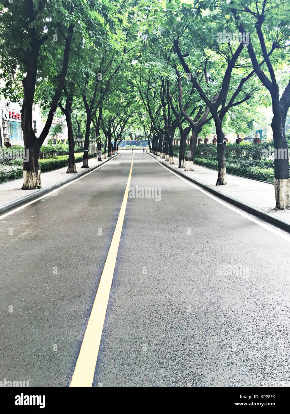 The avenue in the campus Stock Photo