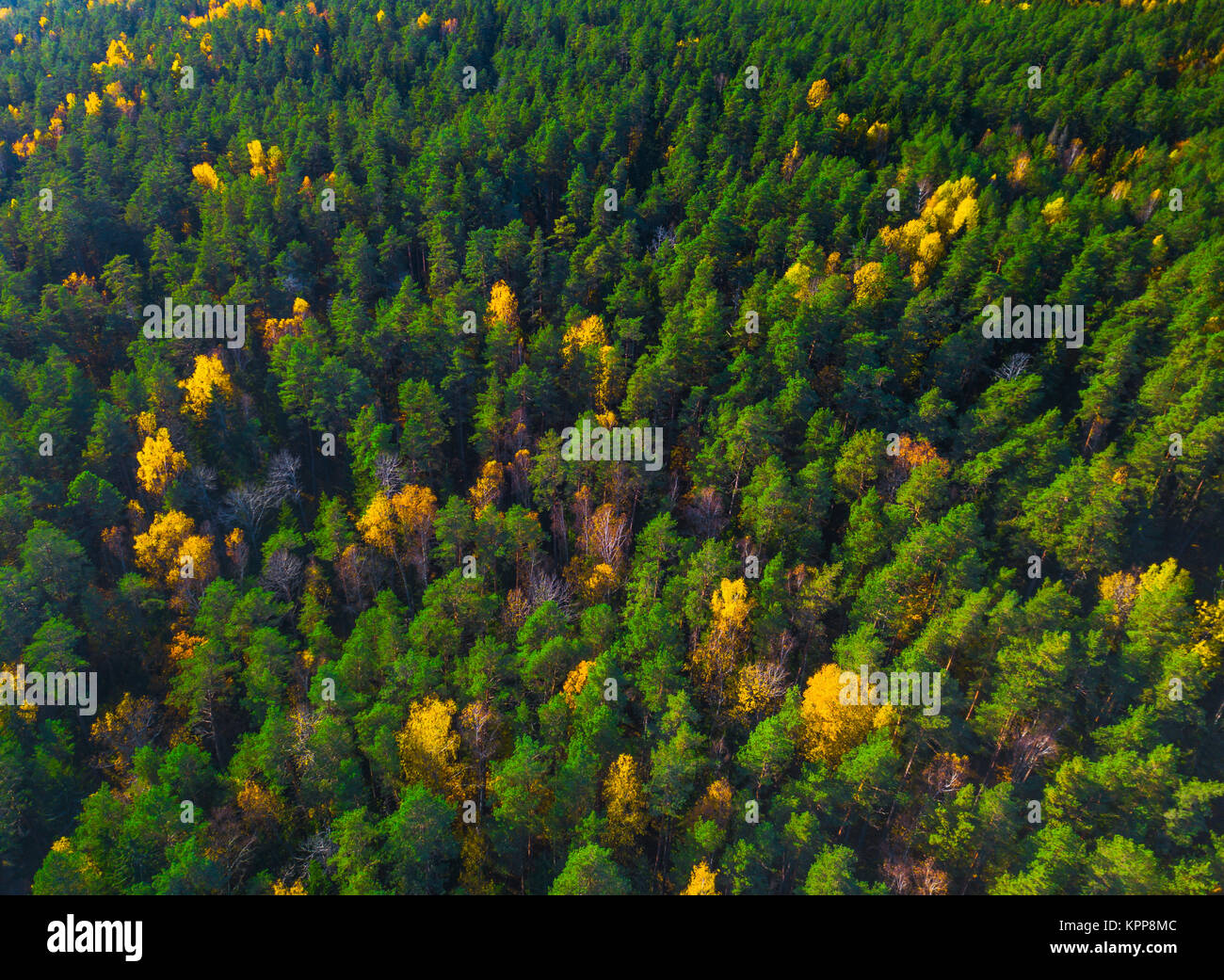 Aerial view of forest during calm autumn day Stock Photo - Alamy