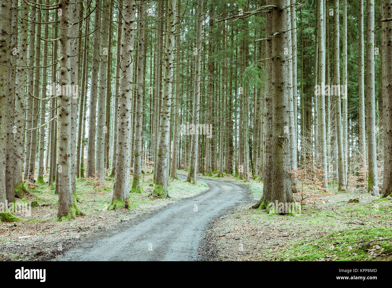 Pine tree forest with dirt road in spring Stock Photo - Alamy