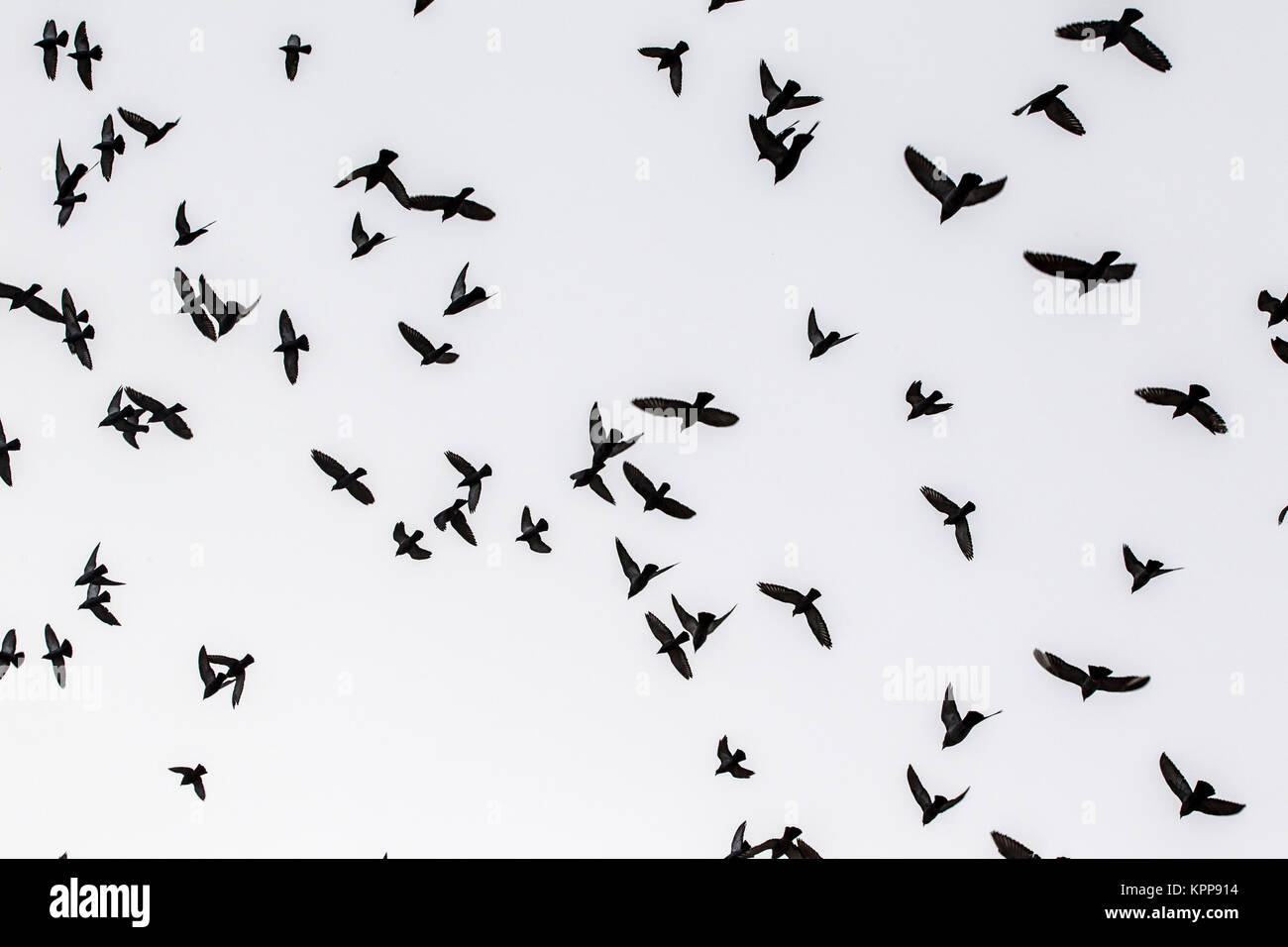 pigeons flocking and flying Stock Photo