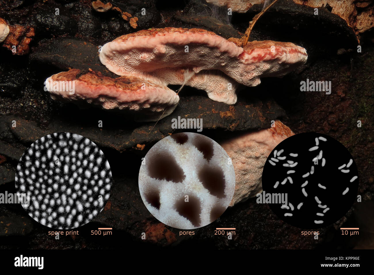 Rosy conk (Fomitopsis cajanderi, synonyms Fomitopsis subrosea and Fomes subrosea) with micrographs of the spore print, pores, and individual spores Stock Photo