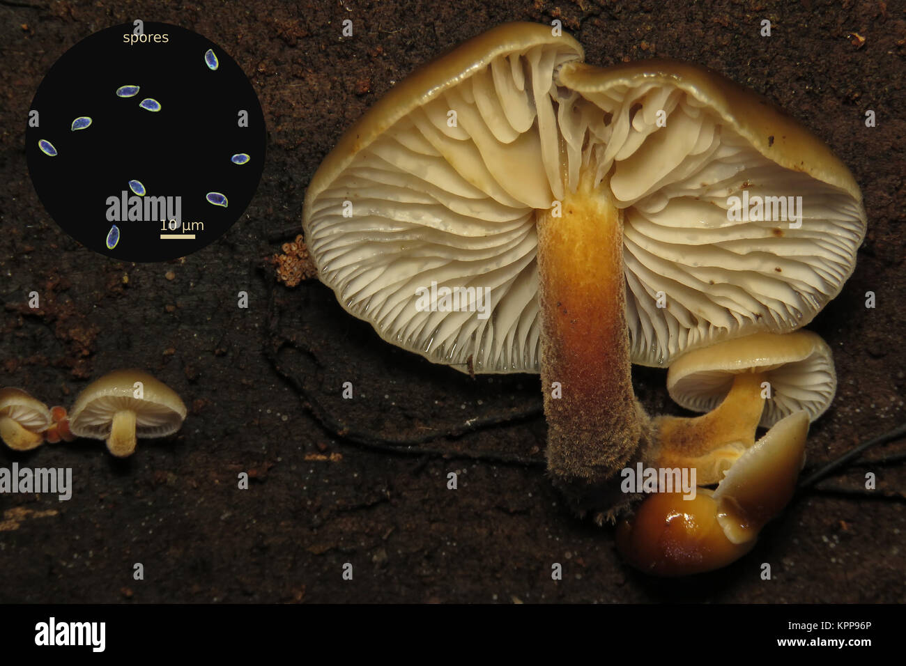 Flammulina velutipes (velvet foot mushroom) growing on a log, with dark field light micrograph of its spores Stock Photo