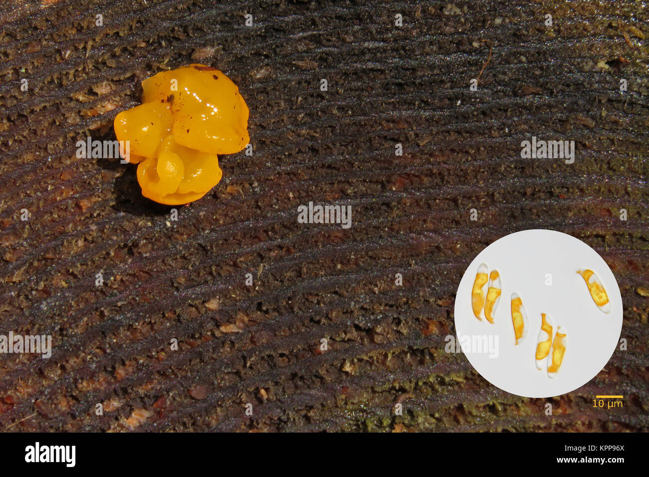 Dacrymyces palmatus (orange jelly fungus) on a log, with bright field light micrograph of its spores Stock Photo