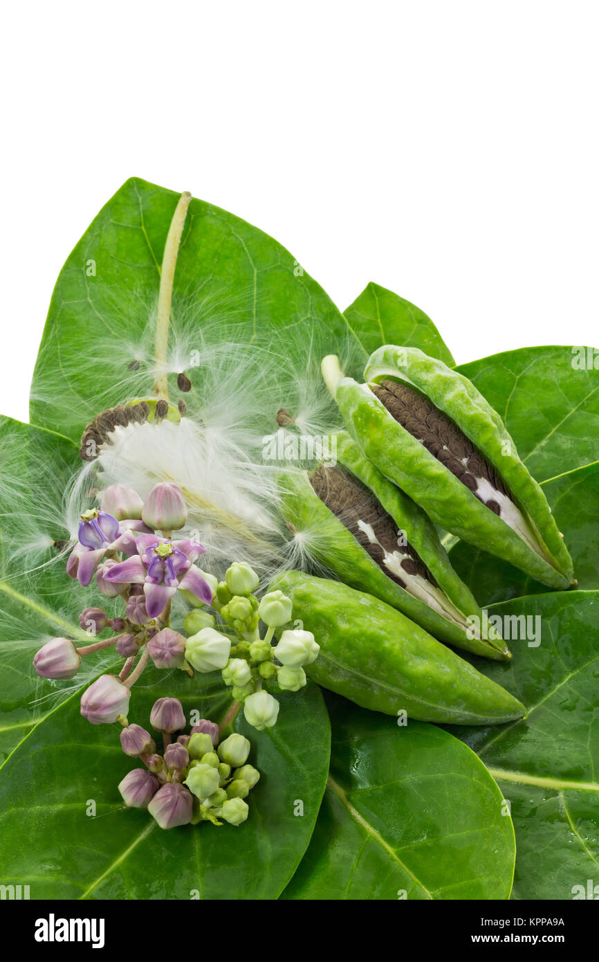Seeds and Flowers Stock Photo Alamy