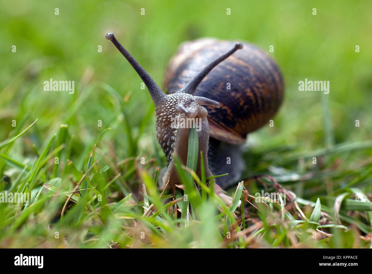 Garden Snail Eating Grass Stock Photo 168906878 Alamy