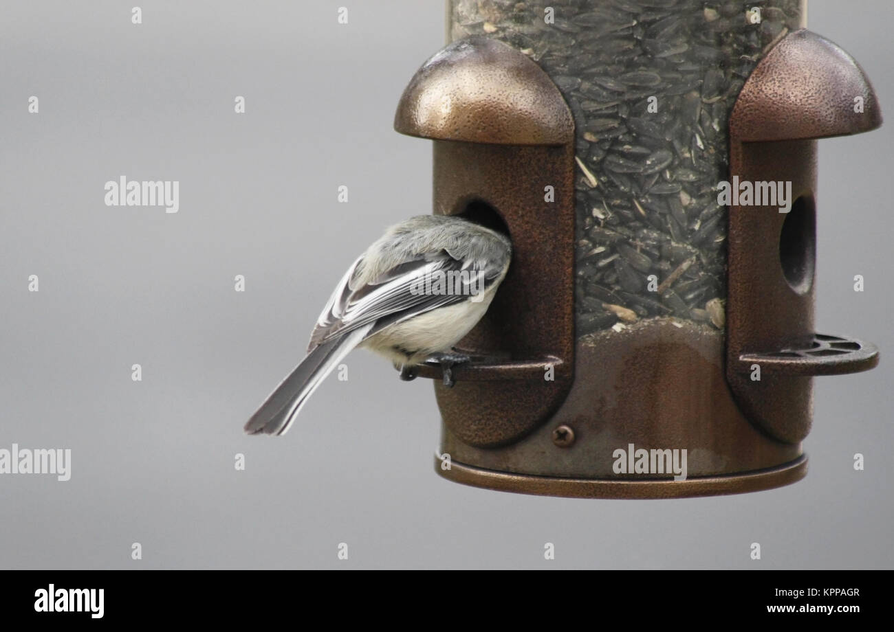 Chickadee Taking Seed From Outdoor Bird Feeder Stock Photo