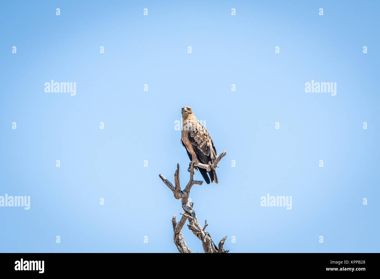 Lesser-spotted eagle in a tree in the Kruger National Park. Stock Photo