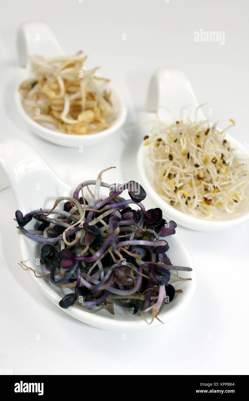three types of sprouts red radish sprouts,mung bean sprouts,alfalfa