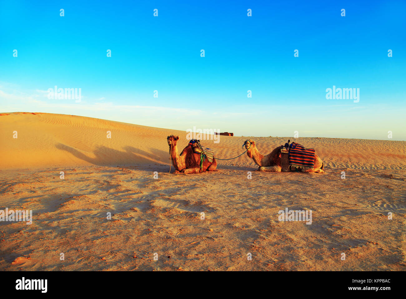 Camels in the Sahara Desert. Sunset in the desert Stock Photo - Alamy