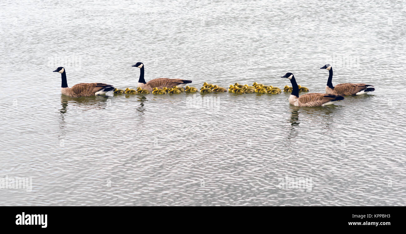 Two Geese Families Swing Huddled Together Goose Chicks Stock Photo Alamy