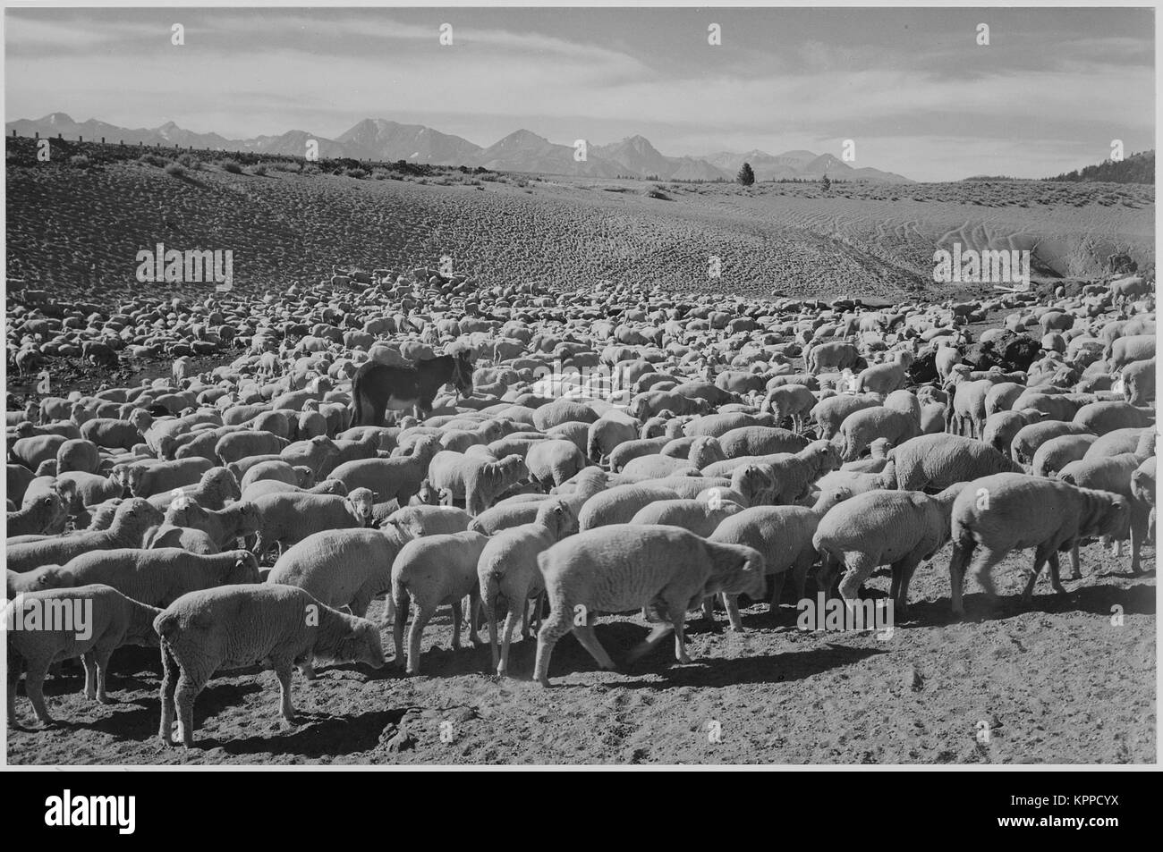 Sheep 'Flock in Owens Valley 1941.' 1941 Stock Photo