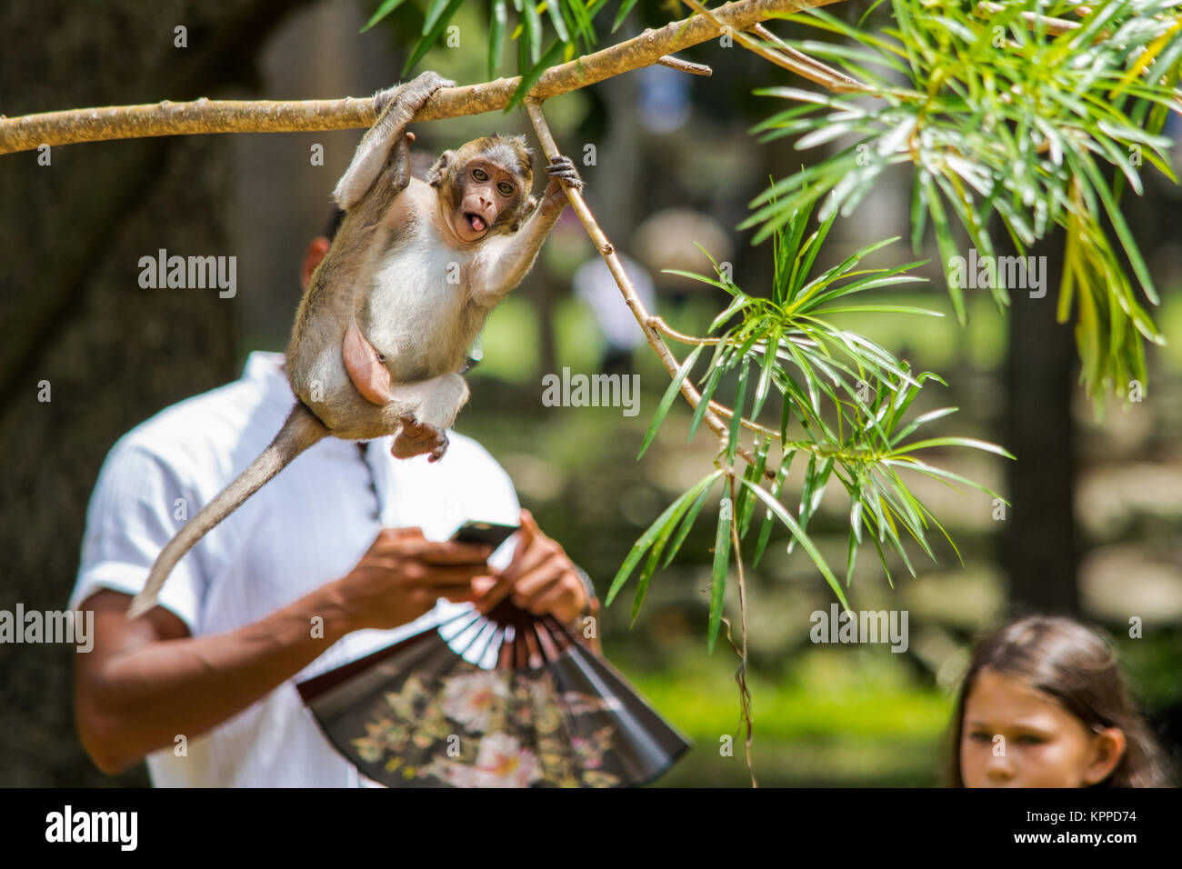 A photo of a young macaque monkey taken at the exact moment, in replacing the face of a man behind it. Monkey photobomb. Cambodia, Sout East Asia Stock Photo