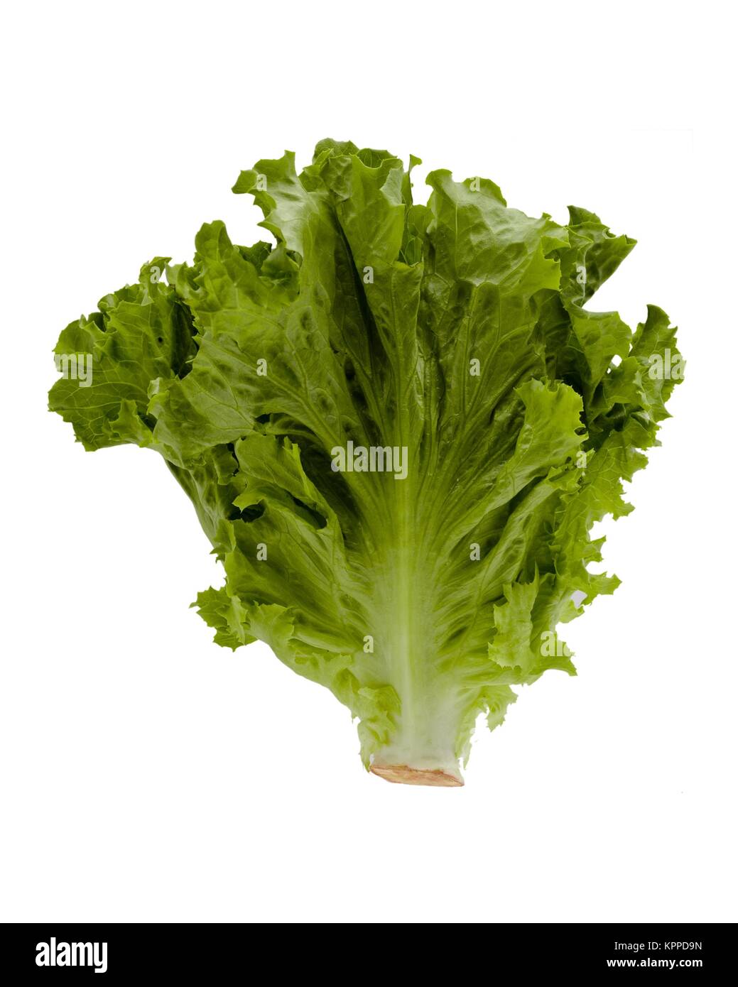 Head Of Lettuce Stock Photo Alamy